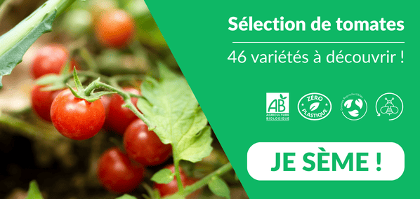 tomates - HP Graines de tomates - Graines Bio et Reproductibles - Dr. Jonquille & Mr. Ail