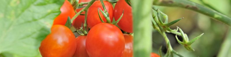 tomates-rouges-en-grappe-sur-leur-pied-au-jardin Des tomates rouges en grappe sur leur pied au potager