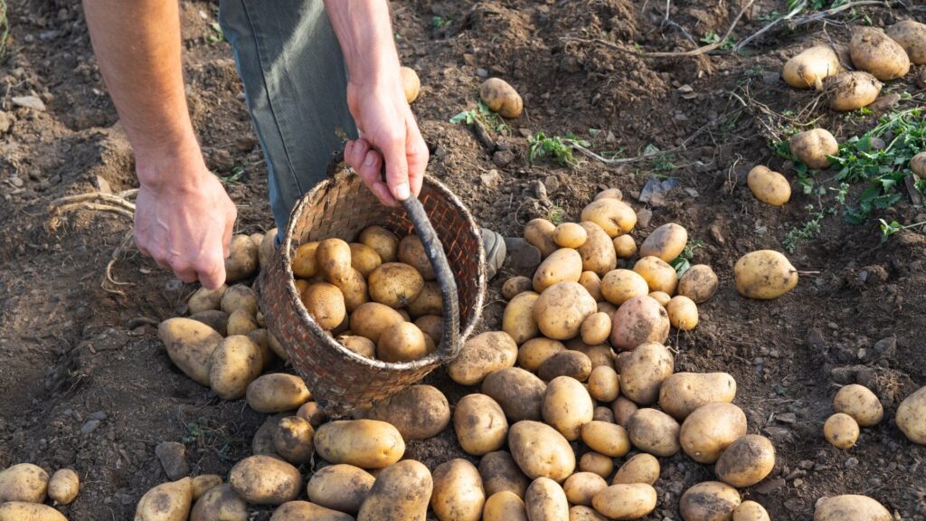 Top 5 des meilleures variétés de pommes de terre à cultiver
