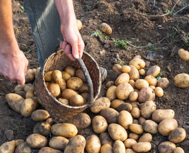 Top 5 des meilleures variétés de pommes de terre à cultiver