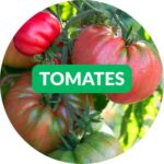 Graines de tomates - Dr. Jonquille & Mr. Ail