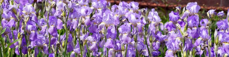 bulbes à fleurs de printemps