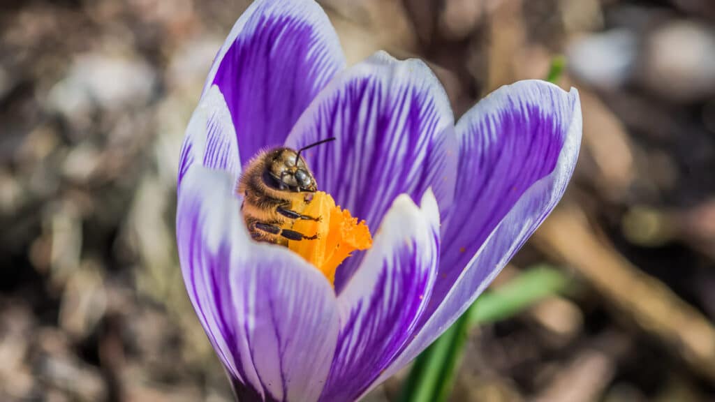 Les meilleurs bulbes à fleurs pour attirer les pollinisateurs