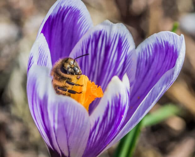 Les meilleurs bulbes à fleurs pour attirer les pollinisateurs