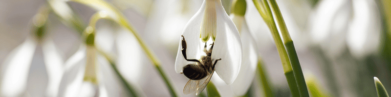 abeille sur un perce-neige Les meilleurs bulbes à fleurs pour attirer les pollinisateurs : abeille qui butine un perce-neige