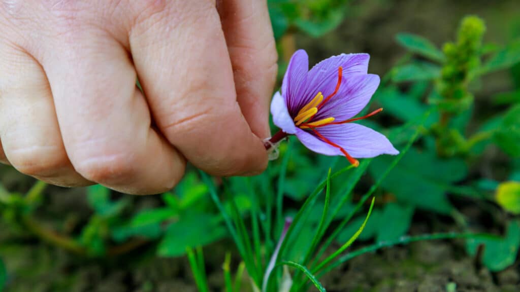 Comment réussir la culture du safran au jardin ?