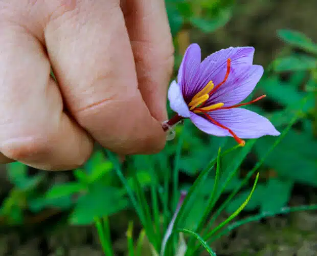 Comment réussir la culture du safran au jardin ?