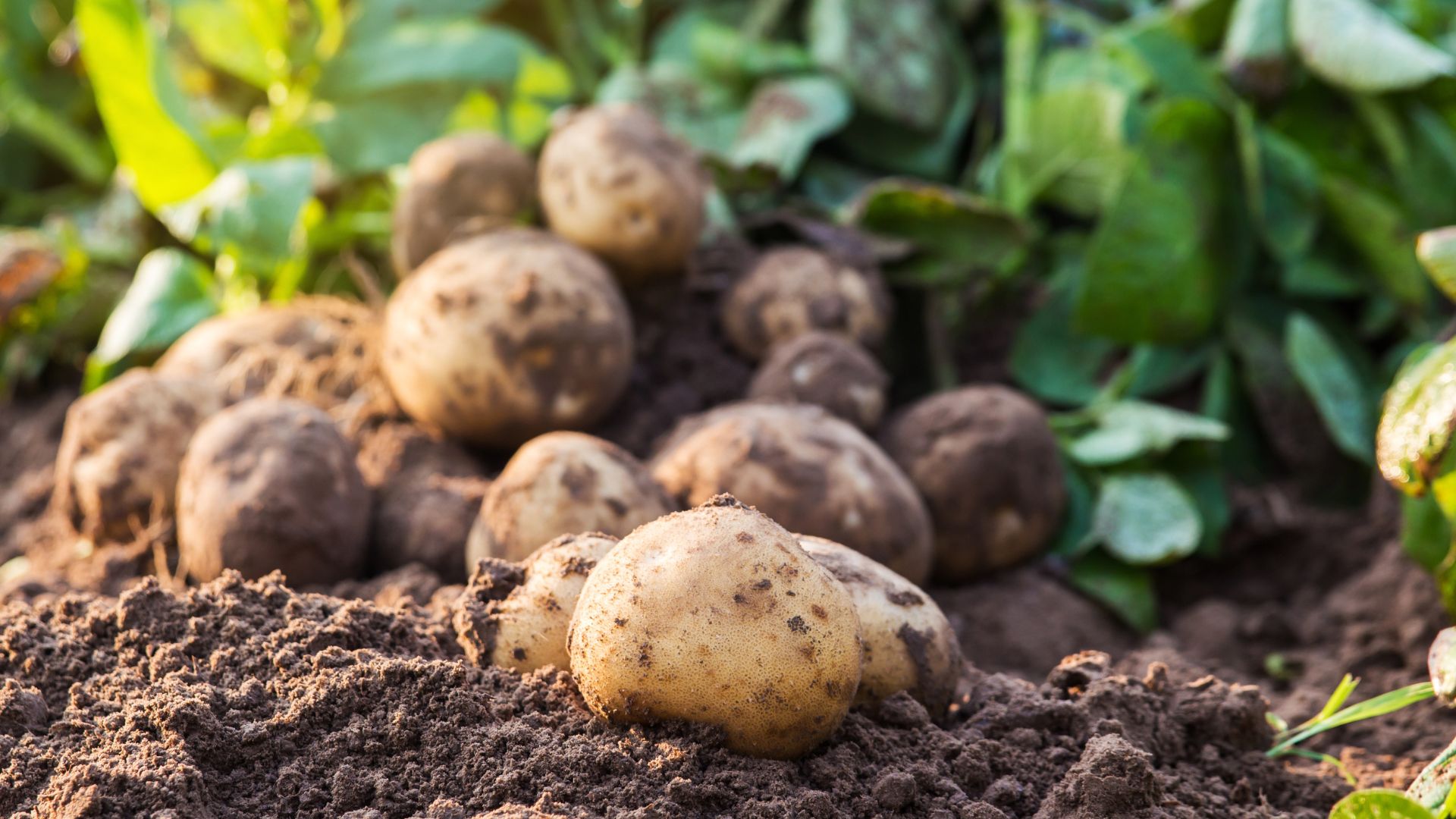 Culture de pommes de terre au potager