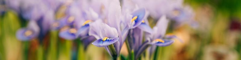 gros-plan-sur-des-fleurs-iris-bio-au-jardin Gros plan sur des fleurs d'iris bio au jardin