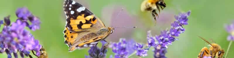 pollinisateurs au jardin Pollinisateurs au jardin : abeilles domestiques et sauvages, papillons, syrphes, mouches, coléoptères