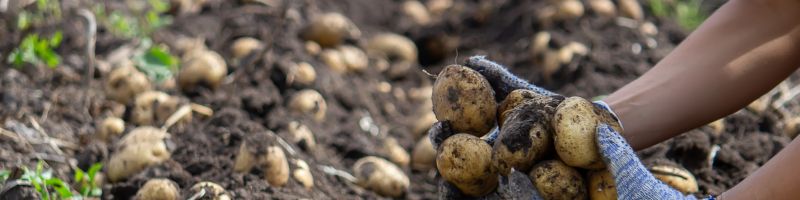 récolte-de-pommes-de-terre-au-potager Une jardinière récolte des pommes de terre au potager