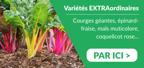 Variétés extra - Dr. Jonquille & Mr. Ail 100% gratuite
