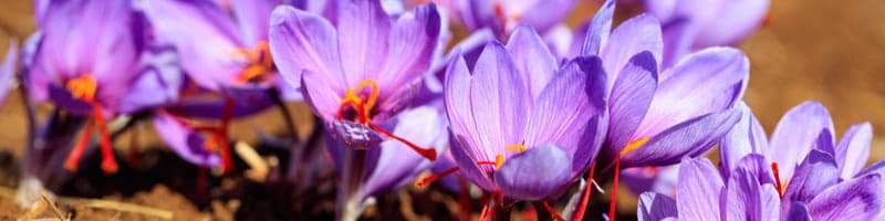 du safran pousse en pleine terre dans un jardin