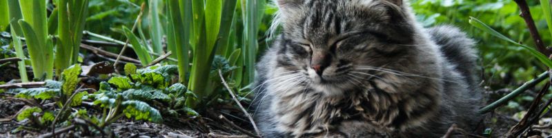 Un chat dort entre les plantes au potager