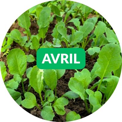 Que semer en avril ? DJMA