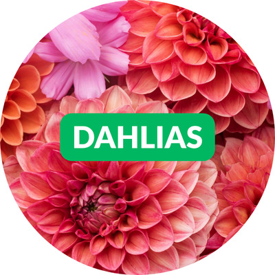 Bulles HP - dahlias Dahlias