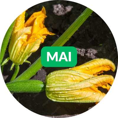 Que semer en mai ?