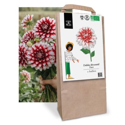 Dahlia Duet - Graines Bio et Reproductibles - Dr. Jonquille & Mr. Ail