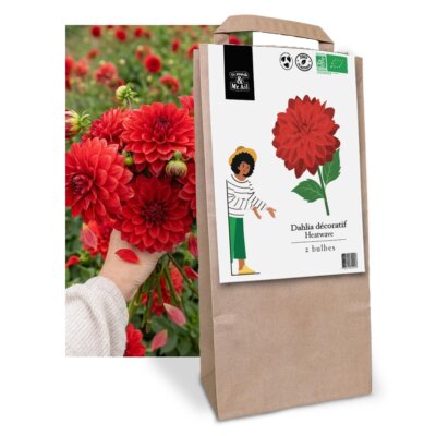 Dahlia Heatwave - Graines Bio et Reproductibles - Dr. Jonquille & Mr. Ail