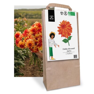 Dahlia Japlou - Graines Bio et Reproductibles - Dr. Jonquille & Mr. Ail