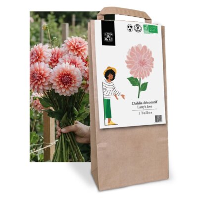 Dahlia Larry's love - Graines Bio et Reproductibles - Dr. Jonquille & Mr. Ail
