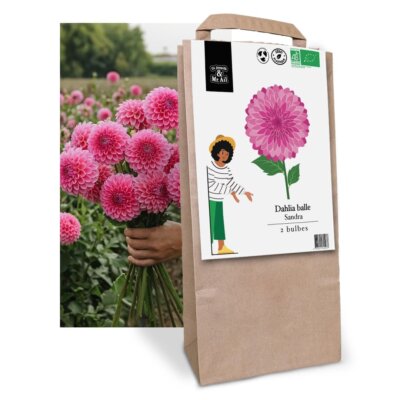 Dahlia Sandra - Graines Bio et Reproductibles - Dr. Jonquille & Mr. Ail
