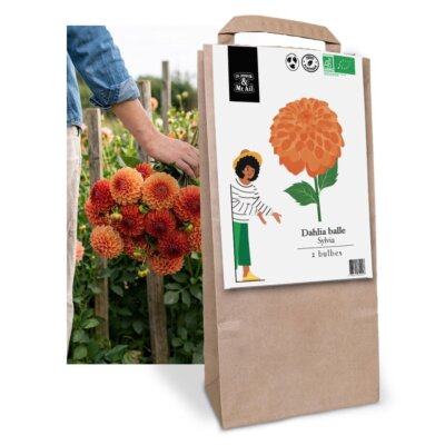 Dahlia Sylvia - Graines Bio et Reproductibles - Dr. Jonquille & Mr. Ail