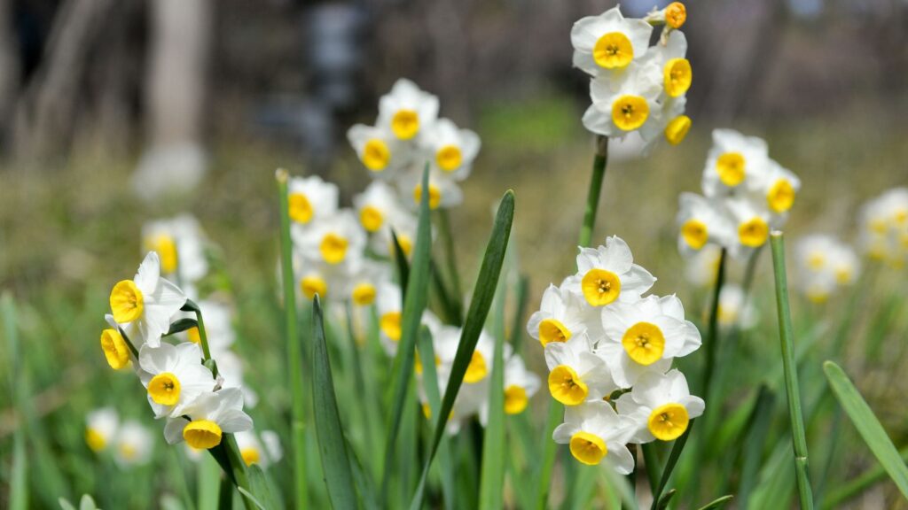 Narcisses dans un jardin au printemps