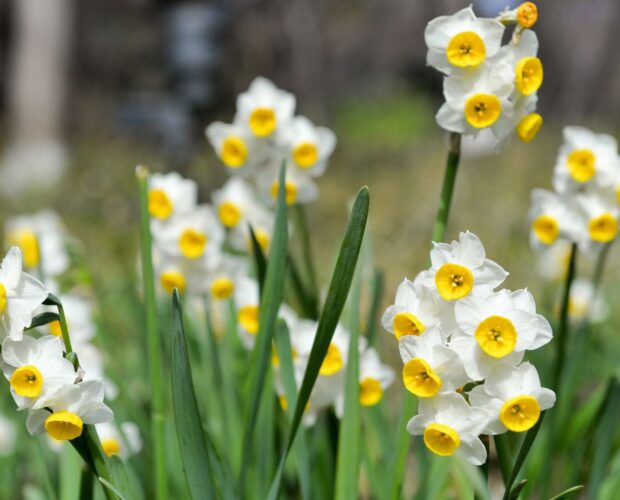 Narcisses dans un jardin au printemps