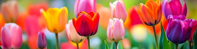 jolies tulipes colorées