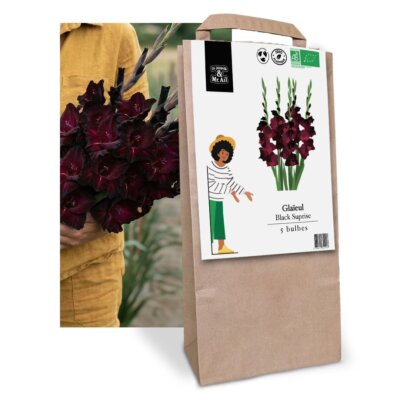 Glaïeul Black Surprise - Graines Bio et Reproductibles - Dr. Jonquille & Mr. Ail