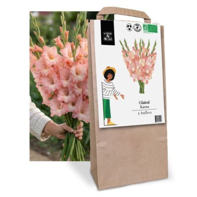 Glaïeul Karma- Graines Bio et Reproductibles - Dr. Jonquille & Mr. Ail