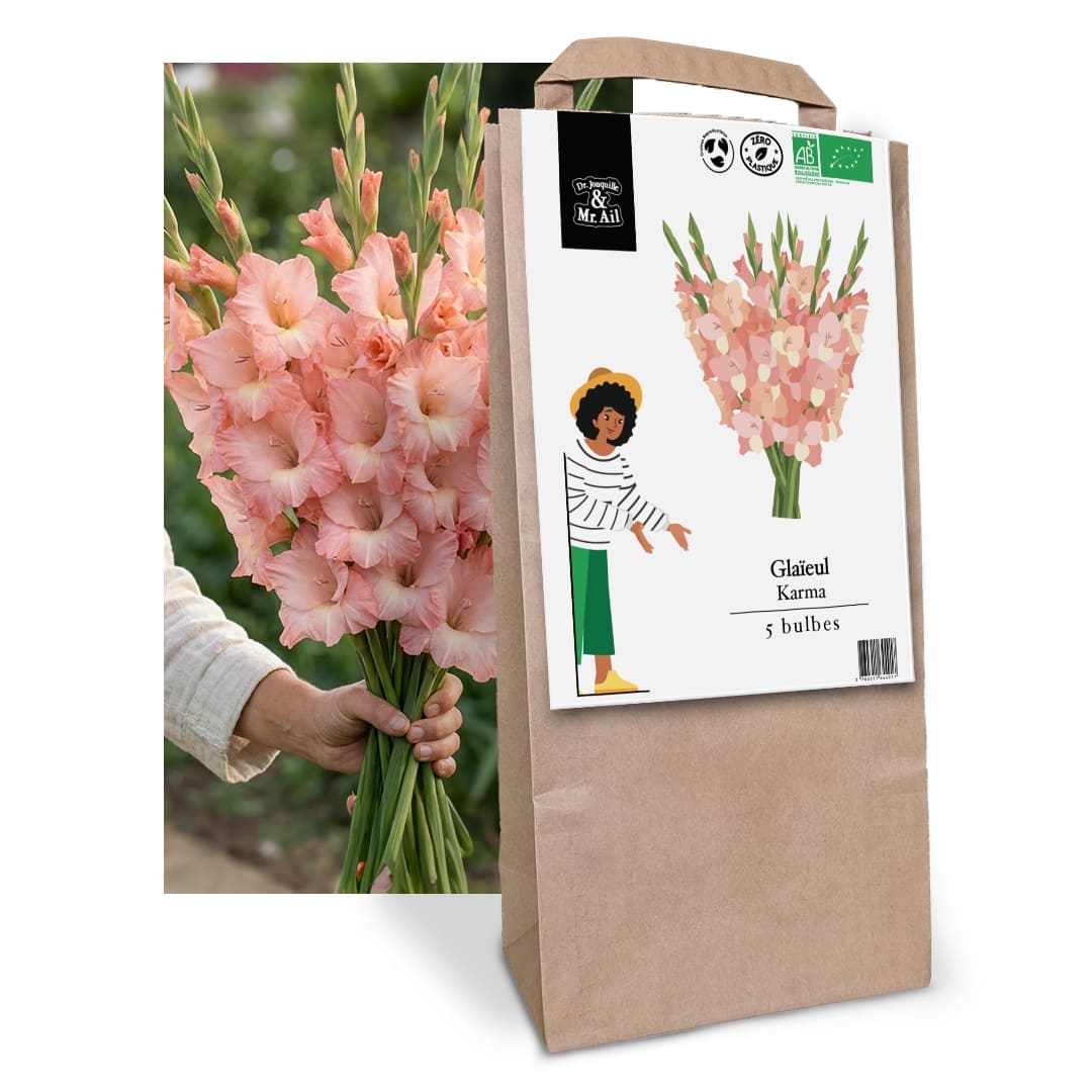 Glaïeul Karma- Graines Bio et Reproductibles - Dr. Jonquille & Mr. Ail