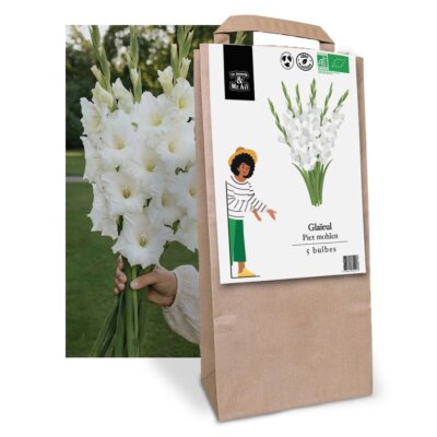 Glaïeul Piet Mohlen - Graines Bio et Reproductibles - Dr. Jonquille & Mr. Ail