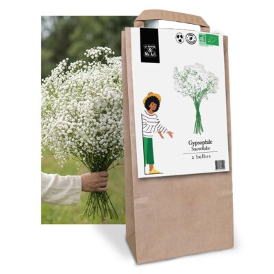 Gypsophile Baby's Breath - Graines Bio et Reproductibles - Dr. Jonquille & Mr. Ail