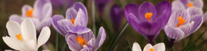 magnifiques crocus violets et jaunes