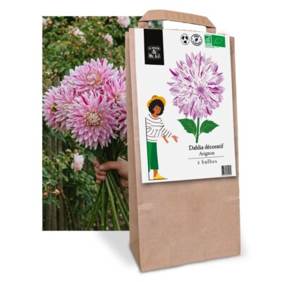 Dahlia Décoratif Avignon