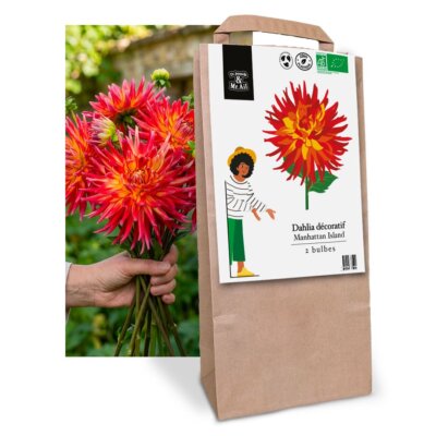 Dahlia Décoratif Manhattan Island
