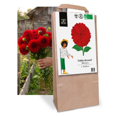 Dahlia Décoratif Menorca