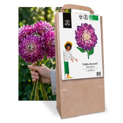 Dahlia Décoratif Vancouver