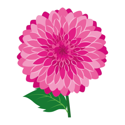 Dahlias