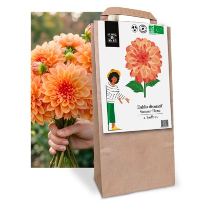 Dahlia Décoratif Summer Flame