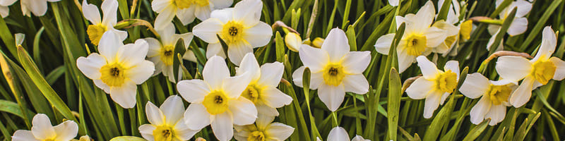 belles narcisses blanches et jaunes dans un champ