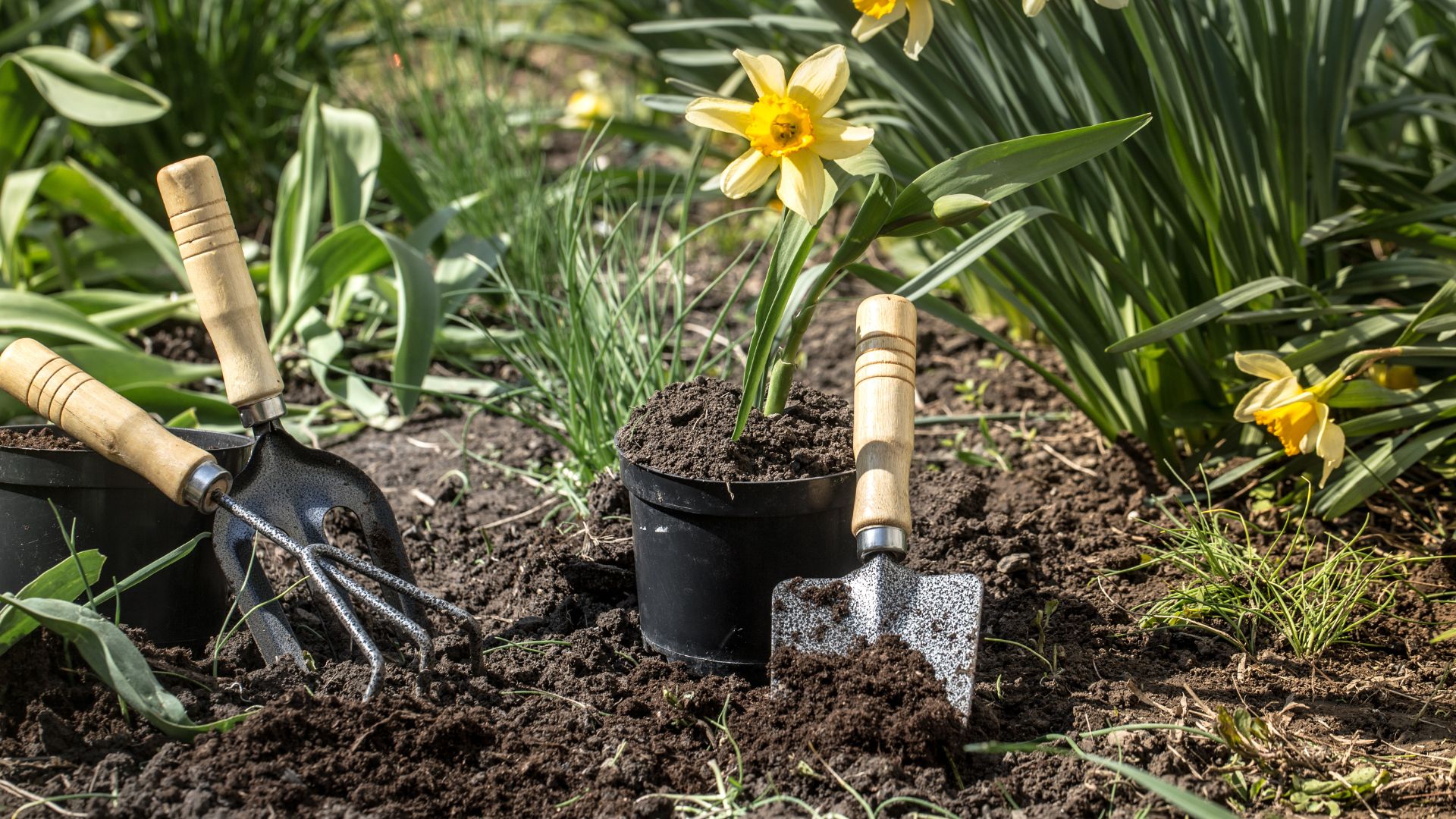 Plantation de bulbes à fleurs de jonquille bio
