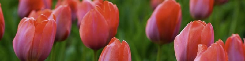 Belles tulipes rouges dans un champ