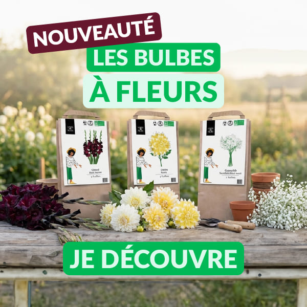 Nouveauté DJMA : les bulbes à fleurs