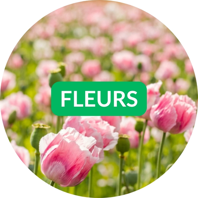 graines de fleurs
