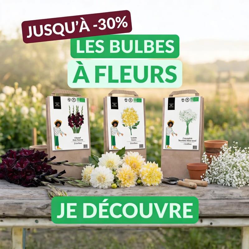 HP carre bulbes 30