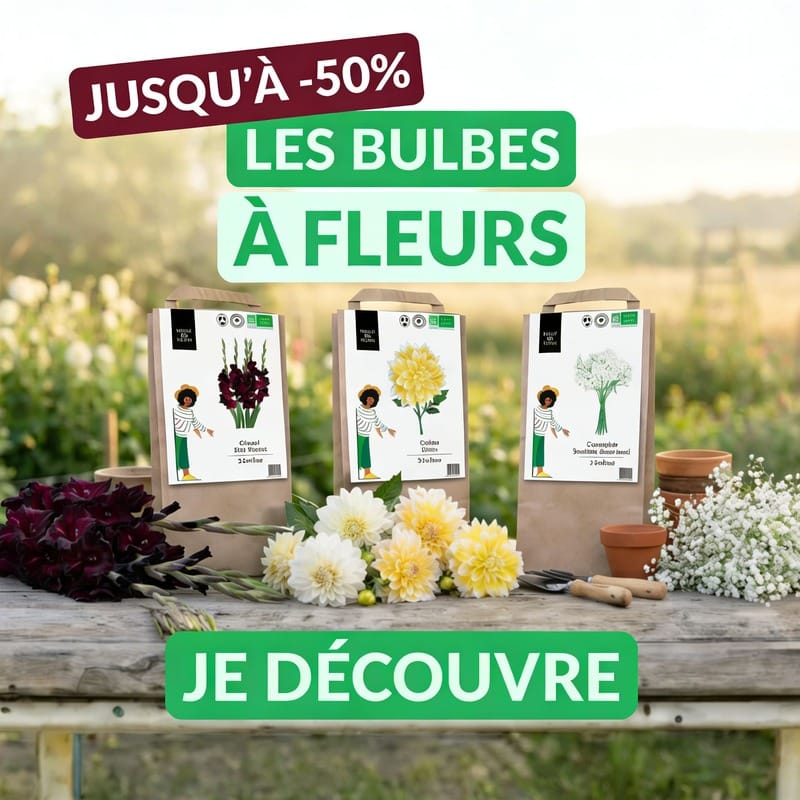 carre HP bulbes 50