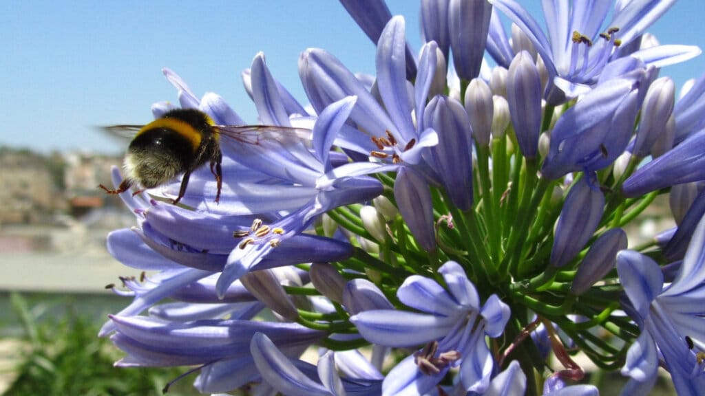 Les meilleurs bulbes à fleurs pour attirer les pollinisateurs